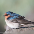 Birds of Norwood, Payneham and St Peters