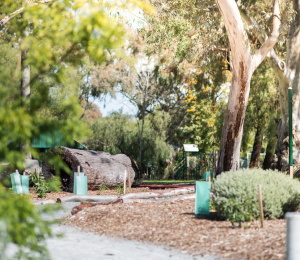 Council Owned Trees - Street and Reserve