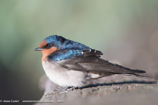 Birds of Norwood, Payneham and St Peters