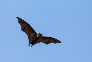 Bat