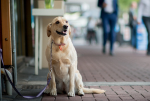 Dog on The Parade